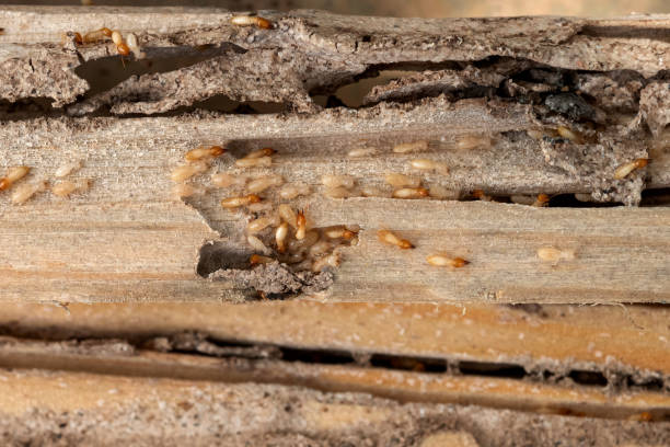 Best Cockroach Control Services  in Mount Gilead, NC